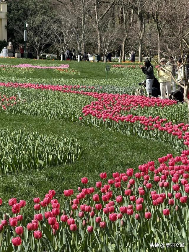 城事新探 | 太子湾郁金香上线，樱花、玉兰争相绽放，杭城这里“含春量”100%🤩🤩🤩