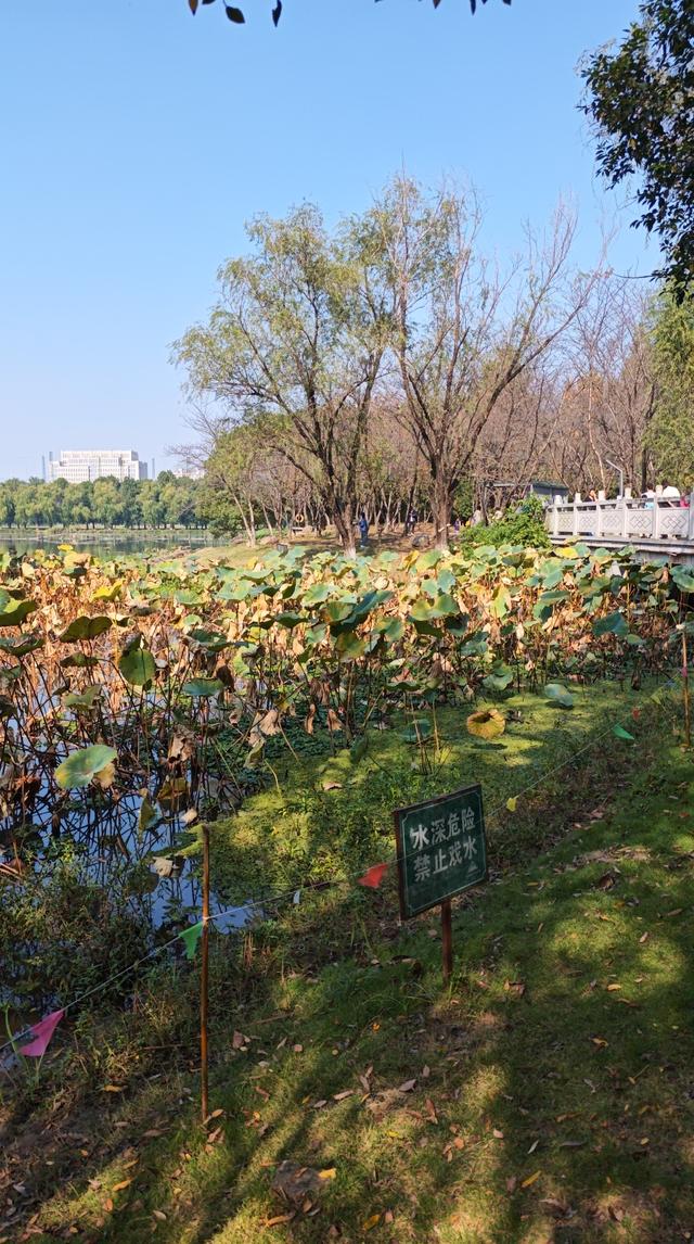 与残荷相遇：繁华落尽后的从容与坚守