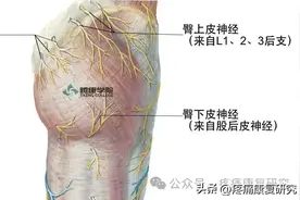 3分钟掌握：臀部疼痛相关的 5 条皮神经图片