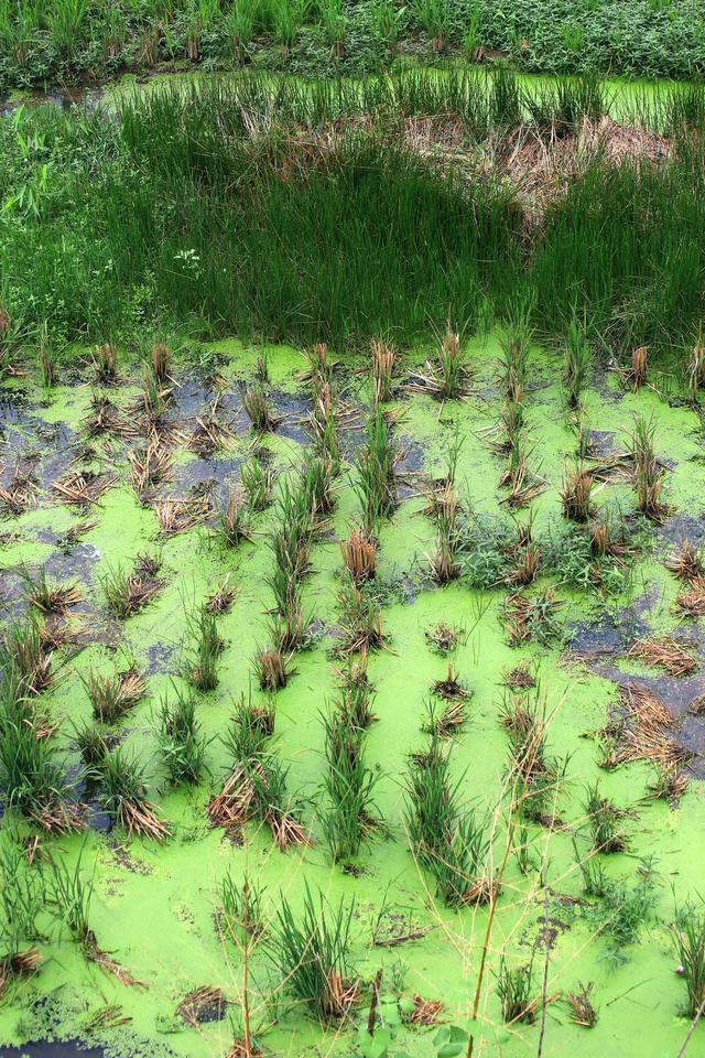 《玉兰王国》之捕鱼记