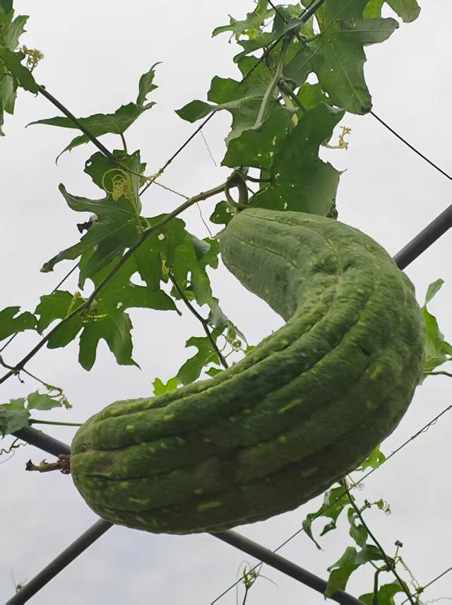 散文丨陈葶：闲情寄田园