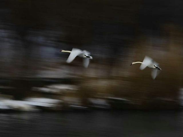 伊宁天鹅泉湿地公园：冬日里的生态诗画