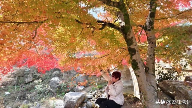 蓝山谷记：与十万株红枫的相遇