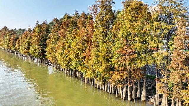 图集 | 顺德伦教乌洲水闸落羽杉与你共享冬日浪漫