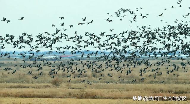 【黄河口生态旅游区】“12.4”国家宪法日——当黄河潮涌遇见法治之光