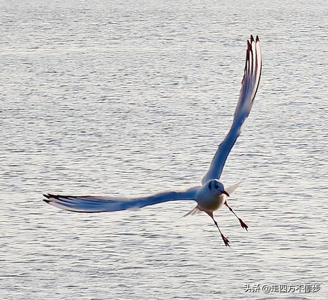 深圳湾观鸟：海舞鸟歌映盛世