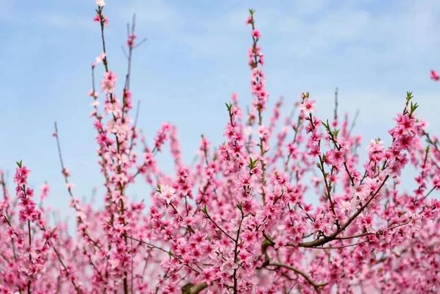 全部免费！成都春日赏花攻略来了，梨花、桃花、李花都开好了！