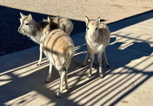 羌塘巡护日志｜听着故事再入无人区，心底已无荒凉