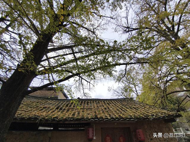 金叶映古村，醉美长岗岭