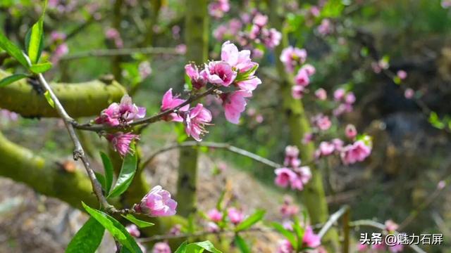 三月至 一树桃花一树春