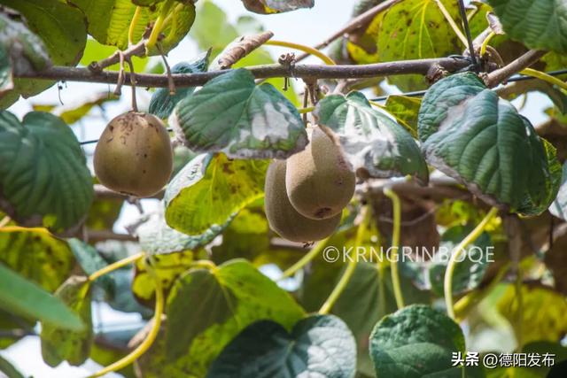 免费！德阳15分钟刹拢！穿竹林、摘果子、拍美片，小众悠闲~