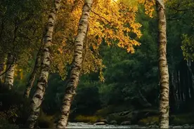 最强大的活法：人不要脸，天下无敌图片