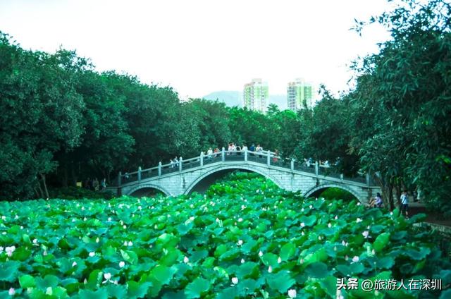 顺德逢简水乡游玩攻略，穿越百年水乡古村，邂逅岭南的诗意时光