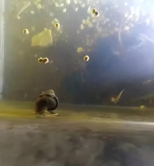 四川男子清洗田螺时，意外发现田螺身上套着金戒指	，价值或超万元