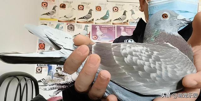 2020年出生小家伙，纯正血统，每次飞翔都让我自豪