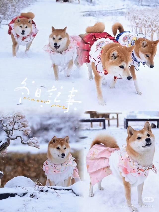 企鹅伴滑、与鹿同行，来神农架原始森林仙境尽情撒欢