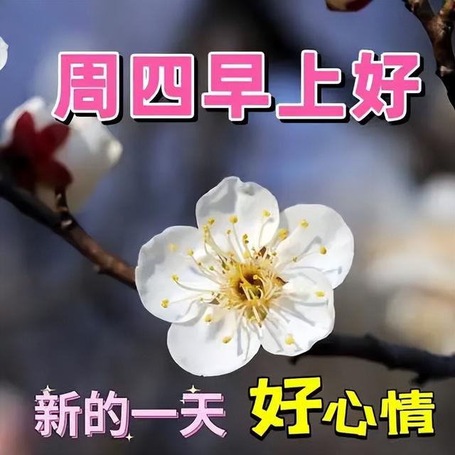 早安暖心短句，早上好祝福语吉祥话，健康天天在，幸福天天来