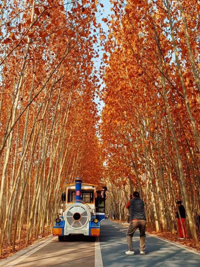 满城尽带“黄金甲” 郑州迎来最美时节