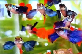 孔雀鱼暴毙警告！毁掉它们的不是病，而是你没看懂的「水质密码」图片