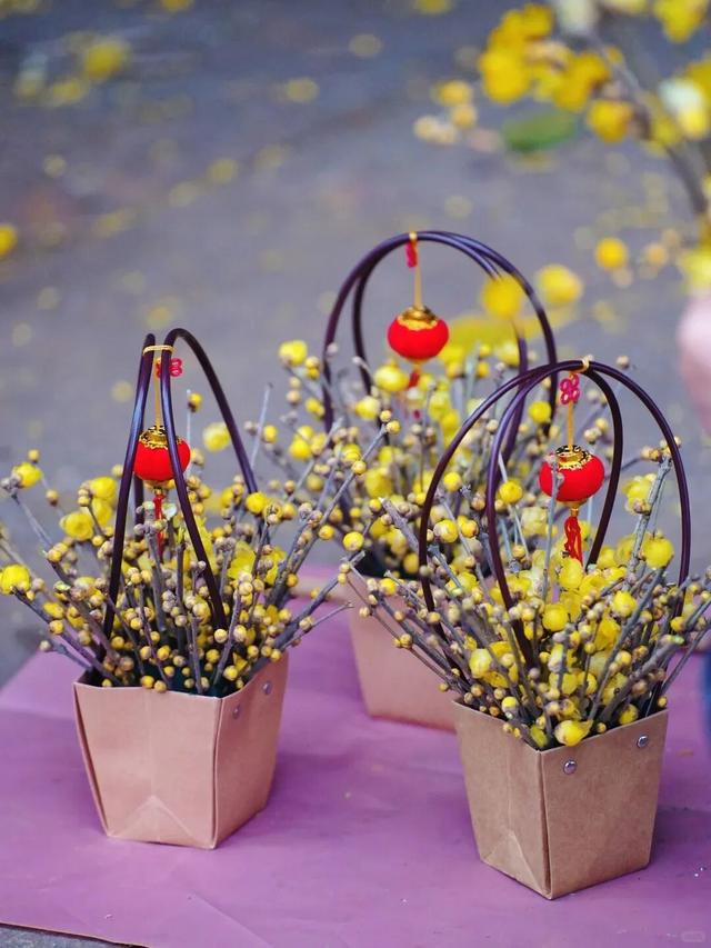 寒风再烈、冬日再冷，蜡梅照样艳压全场！