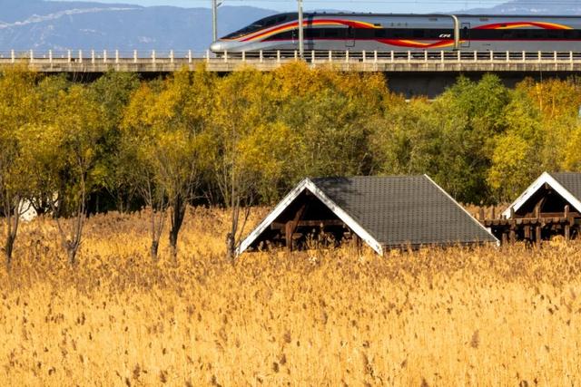 发现丰台之美 | 秋末冬初 落叶静美🧡