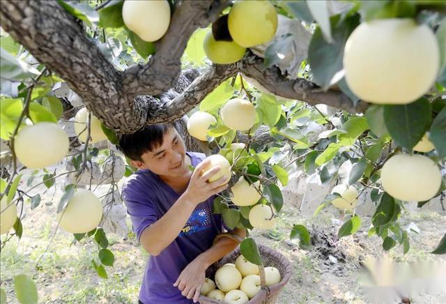 周末游河北：邢台市威县，冀南平原一座被低估的美丽小城