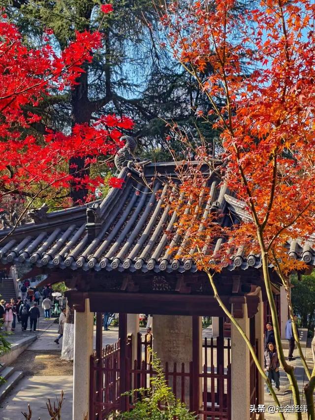 枫染栖霞醉金陵！明秀山红叶铺就秋日限定画卷