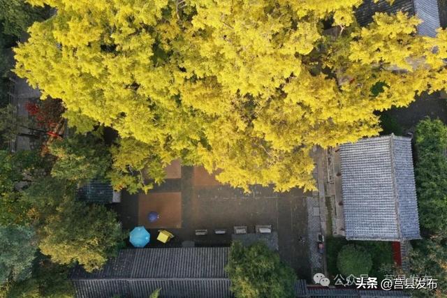 今天现场实拍！浮来山银杏树美到这个样子