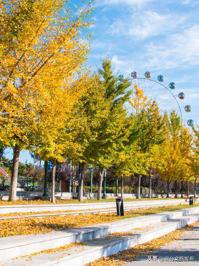 【乐游烟台】全部免费！烟台赏银杏必去这5个地方