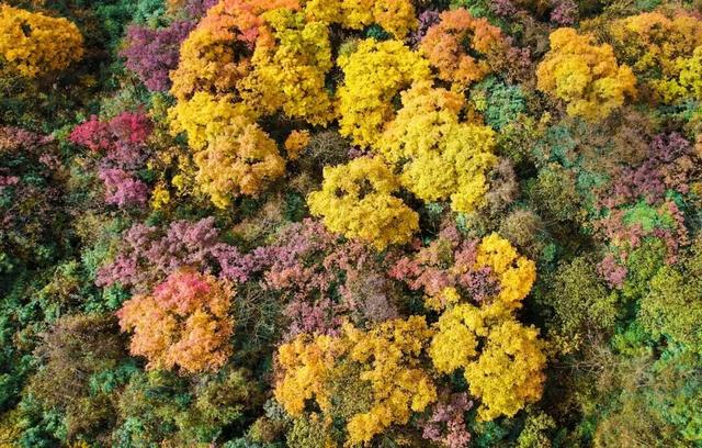 峨眉山这种级别的秋景，我愿称之为饱和度战神