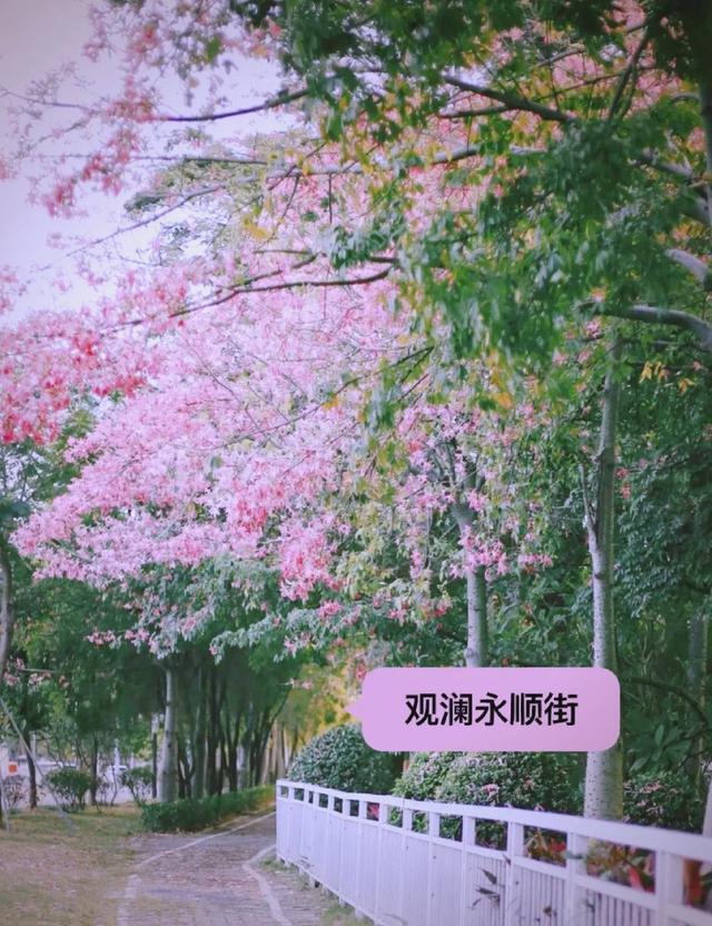寻觅秋冬季粉色浪漫：深圳十个邂逅异木棉花开的地方