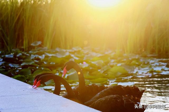 下一个5A：东阿中医药文化旅游区中医药+非遗+文化的现代呈现