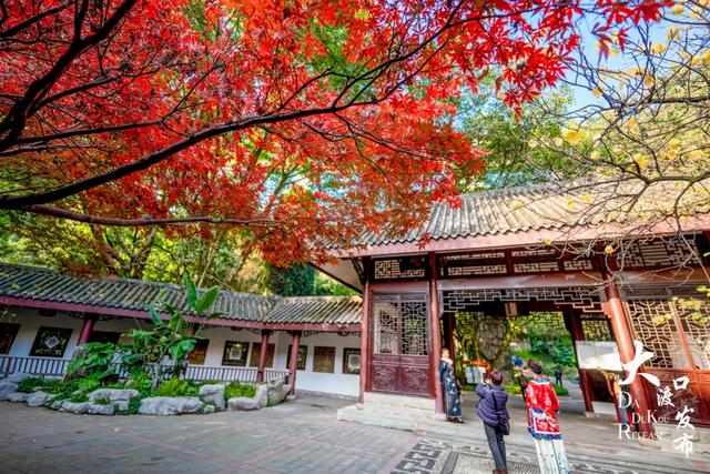 大渡口冬日“顶流”红了