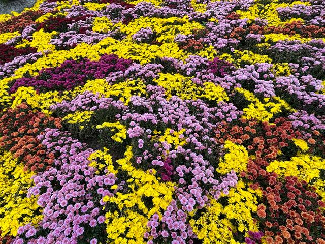 冬雨赏菊韵味浓