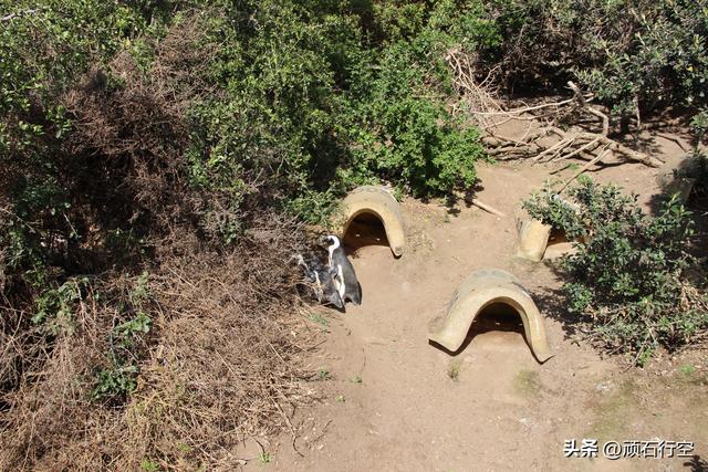 南部非洲：南非开普敦企鹅岛