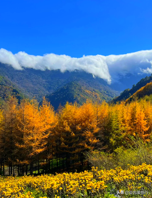 阿坝漫游记：雪山花海与羌寨古寺的十六次心动