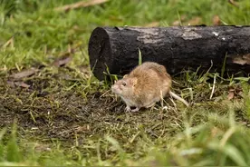 农村曾泛滥的老鼠都去哪了？城市也不见了踪影，老鼠会不会灭绝？图片