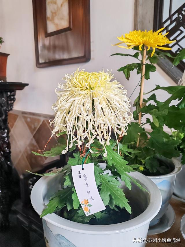 2025苏州狮子林菊展：赴一场比《甄嬛传》存菊堂更盛的秋日菊宴