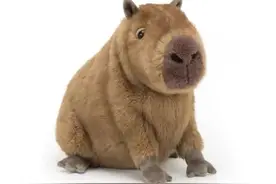 做牛做马，伺候卡皮巴拉图片