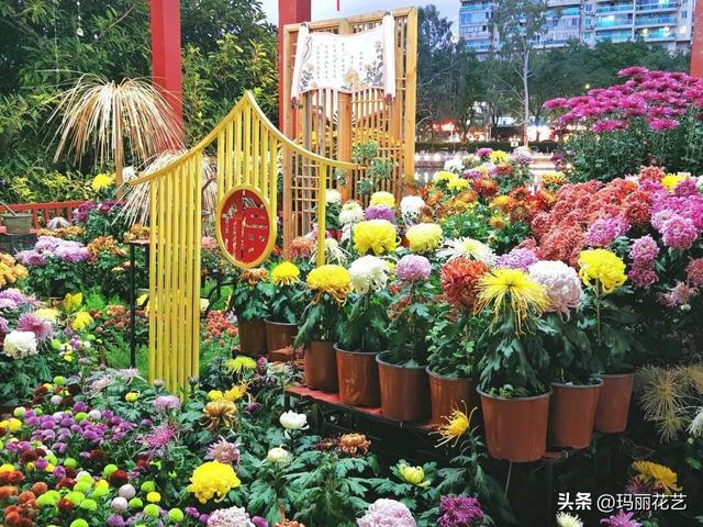 金秋赏花，醉美秋菊展，菊香满西湖