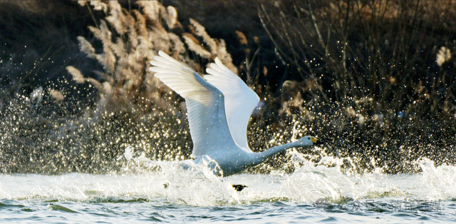 汾河清徐段变美啦，天鹅都赶着来“打卡”