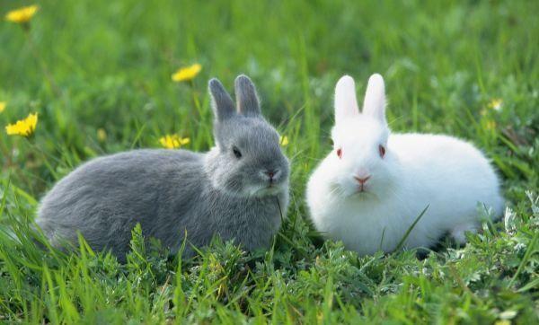 警惕！11月最后几天，属兔人今年最大的“坎”，可能不是事而是人