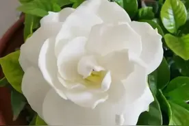 20块买的栀子花，不到10天，叶子就黄了，“哗哗掉叶子”！图片