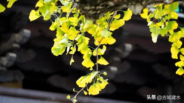 初冬雅韵：临安府署银杏换新妆