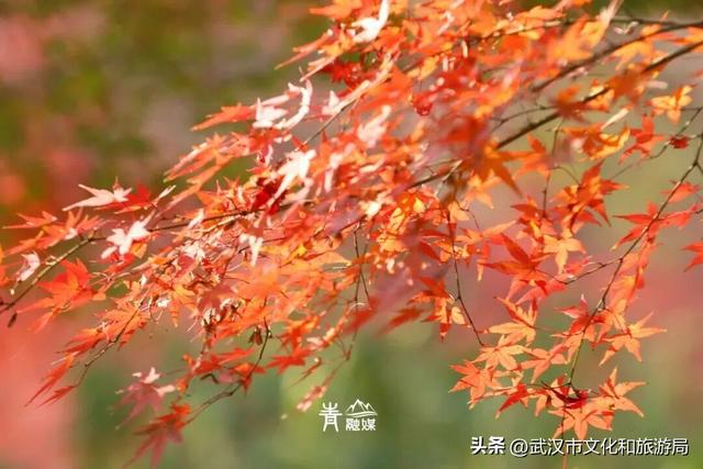 大降温后，青山最美冬景即将上线！