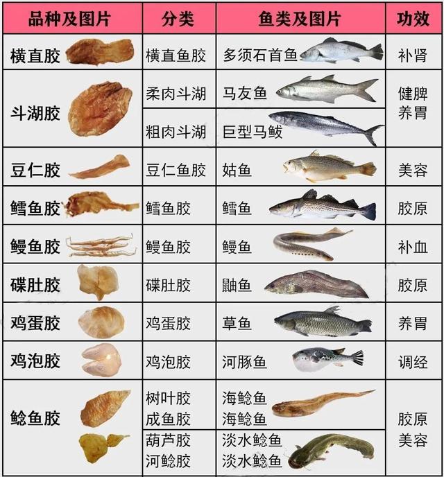 鱼胶是什么鱼做成的 鱼胶是什么鱼做成的图片