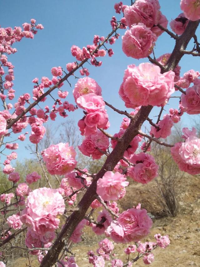 西山赏梅：邂逅一场灵魂的雅集