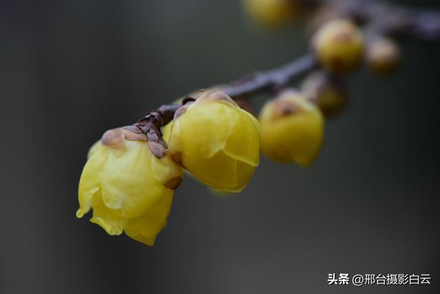 达活泉公园腊梅（美图）