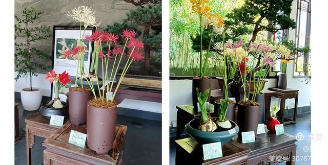 游西湖：杭州植物园之石蒜花展