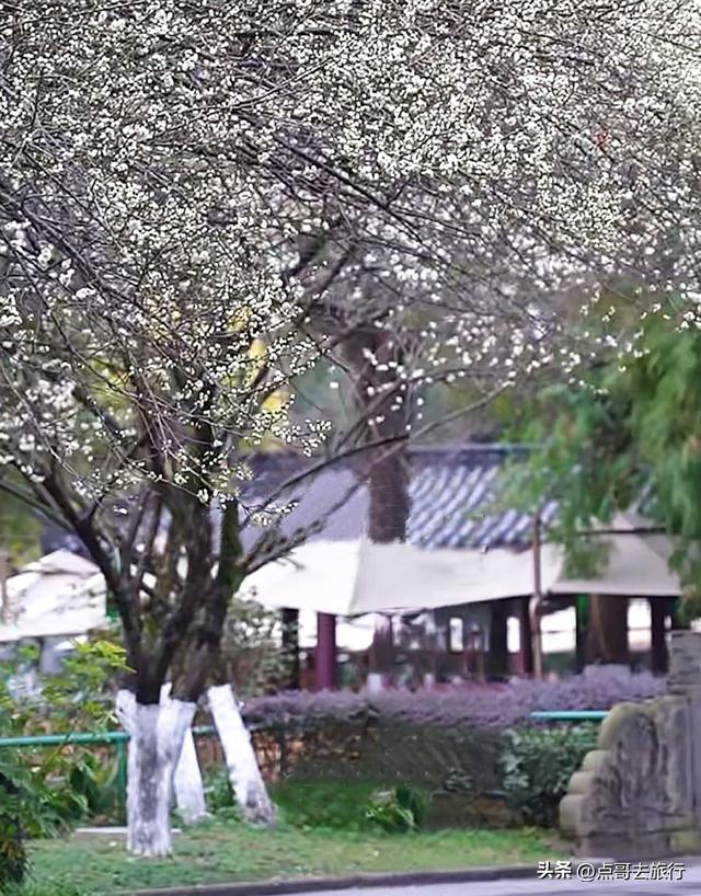 成都市区绿梅、青梅开花了，不用远去大邑，免费，非常惊艳！